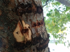 Ulmus parvifolia