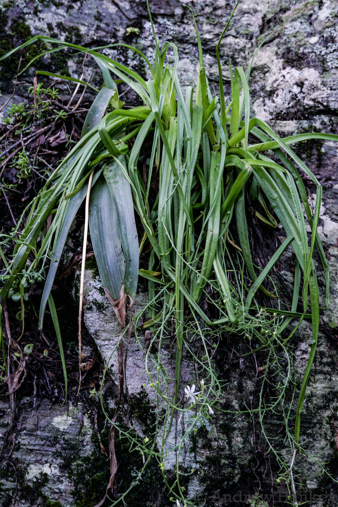 Trachyandra giffenii, Kalana, South Africa
