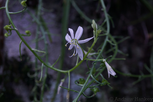 Trachyandra giffenii