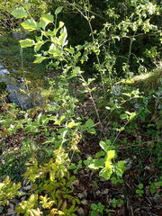 Karpatiosorbus latifolia