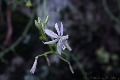 Trachyandra giffenii