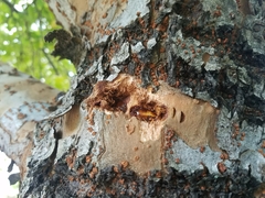 Ulmus parvifolia