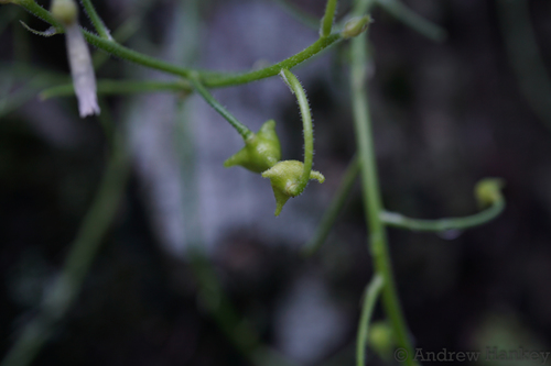Trachyandra giffenii