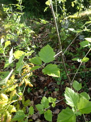 Karpatiosorbus latifolia