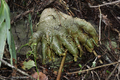 Fockea edulis