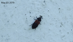 Dermestes vorax