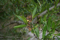 Combretum caffrum