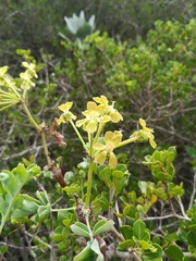 Pelargonium gibbosum