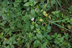 Dicliptera clinopodia