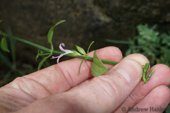 Dicliptera clinopodia