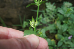 Dicliptera clinopodia