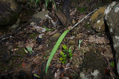 Cyrtanthus sanguineus