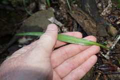Cyrtanthus sanguineus