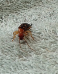 Forficula smyrnensis