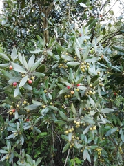 Euclea natalensis natalensis