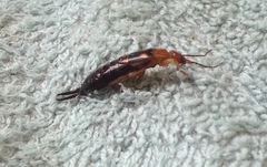 Forficula smyrnensis