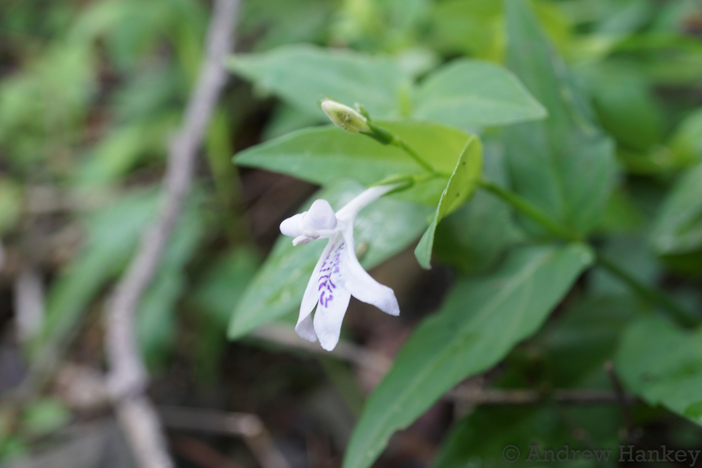 Asystasia stenosiphon