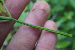 Salpinctium stenosiphon