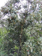 Euclea natalensis natalensis