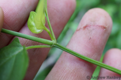 Salpinctium stenosiphon
