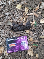 Hystrix africaeaustralis