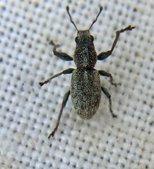 Andrion regensteinense