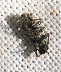 Andrion regensteinense