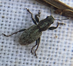 Andrion regensteinense