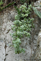 Cotyledon woodii