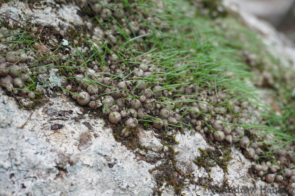 Drimia uniflora, Kalana, South Africa