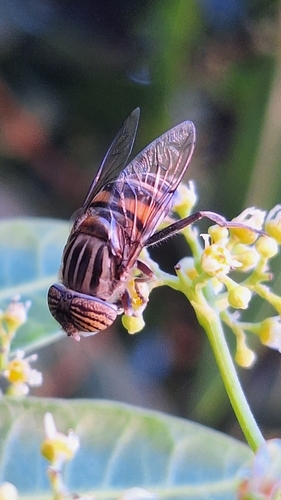 Eristalinus barclayi (Bezzi, 1915)
