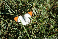 Colotis antevippe gavisa