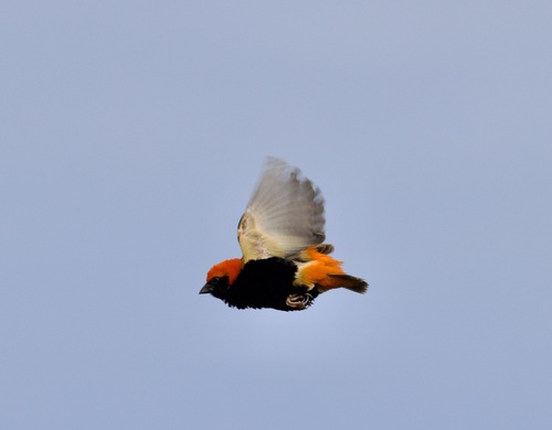 Zanzibar Red Bishop (Euplectes nigroventris), photo 8