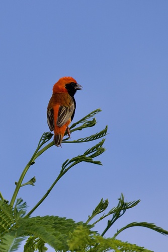 Zanzibar Red Bishop (Euplectes nigroventris), photo 6