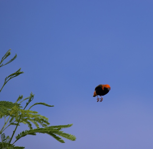 Zanzibar Red Bishop (Euplectes nigroventris), photo 9