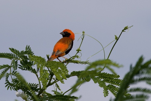 Zanzibar Red Bishop (Euplectes nigroventris), photo 10