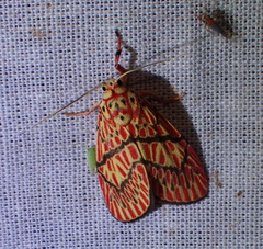 Barsine cornicornutata