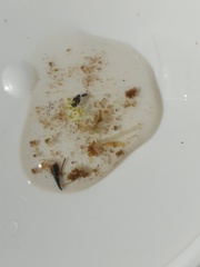 Corixoidea