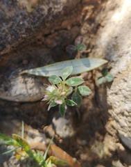 Trifolium scabrum