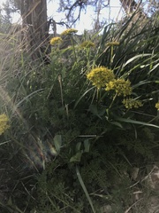 Lomatium dissectum dissectum