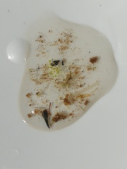 Corixoidea