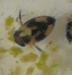 Corixoidea