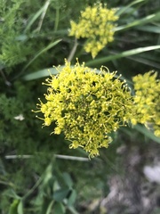 Lomatium dissectum dissectum