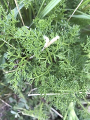 Lomatium dissectum dissectum