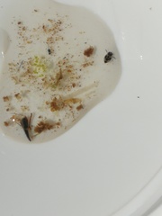 Corixoidea