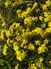 Draba sibirica