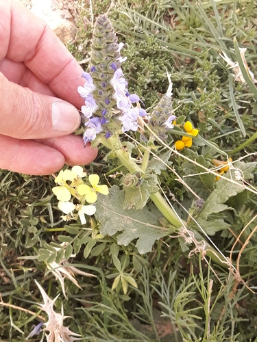 Image of Salvia clandestina by (c) Karim Haddad, some rights reserved (CC BY)