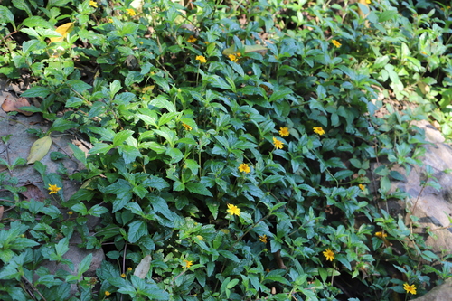 Sphagneticola trilobata