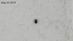 Scaphidium