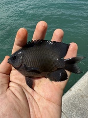 Pacific Dusky Damselfish photo 3